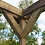 Thumbnail: Double Premium Pergola in Rustic Brown by Rutland County